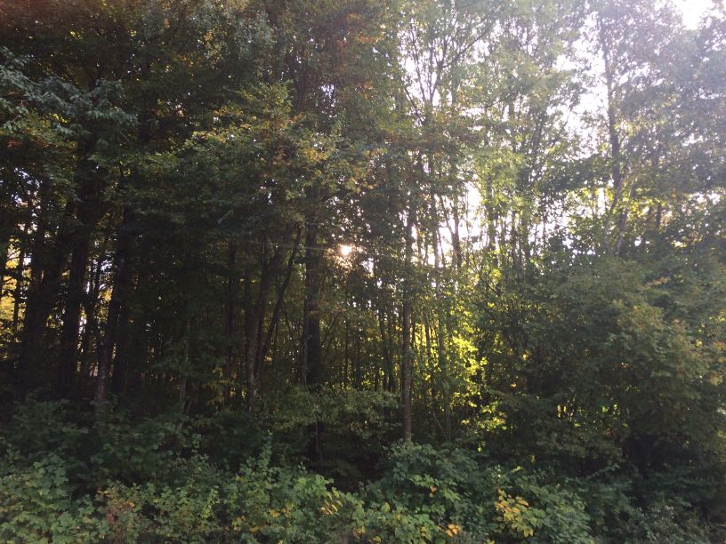 Herbstrad02_s